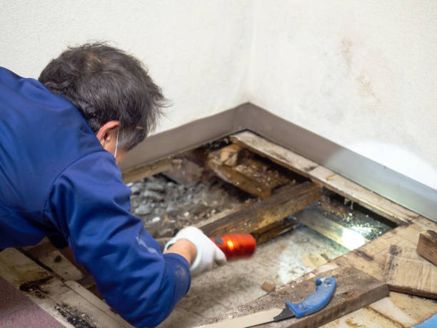 Trusted Denmark, SC Mold Removal Experts