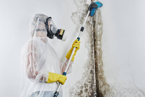 Best Attic Mold Removal  in Denmark, SC