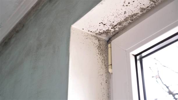 Mold Removal Process in Denmark, SC