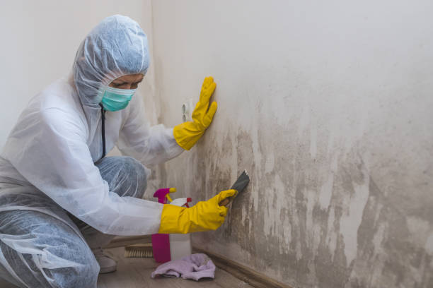 Best Black Mold Removal  in Denmark, SC