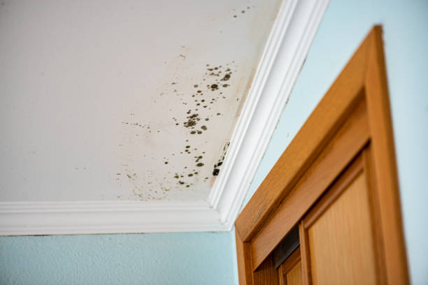 Best Local Mold Removal Service  in Denmark, SC