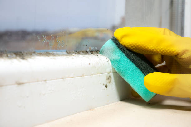 Certified Mold Removal in Denmark, SC