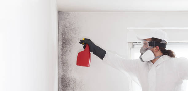 Best Office Mold Removal Services  in Denmark, SC