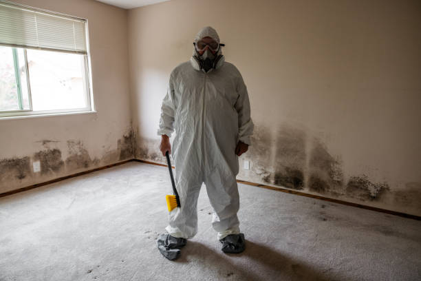 Home Mold Removal in Denmark, SC