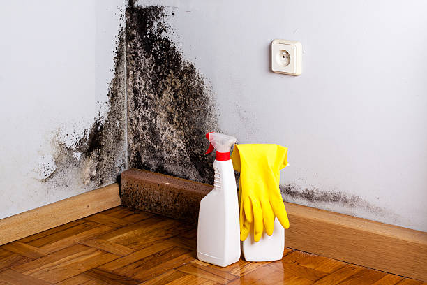 Best Commercial Mold Removal  in Denmark, SC