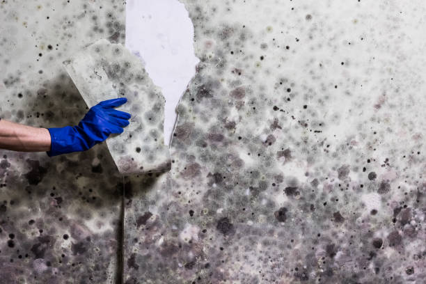 Best Mold Testing  in Denmark, SC
